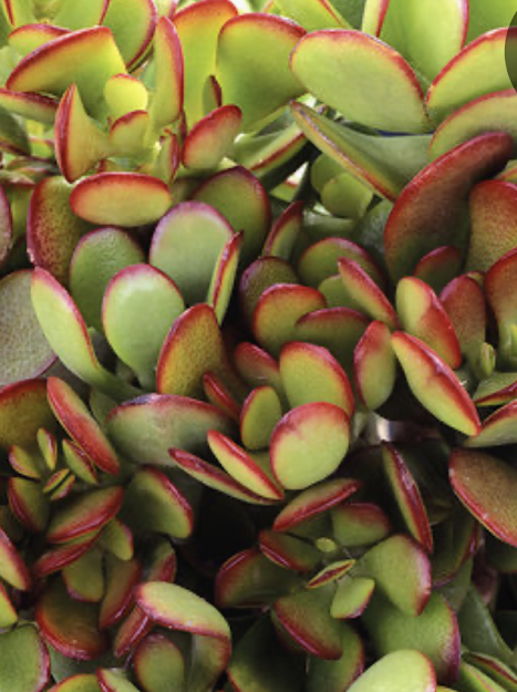 Succulents Plants - Jades #22798