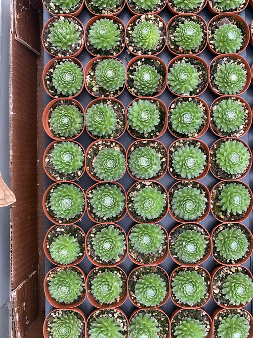 Sempervivum (Hen and Chick's) Assorted