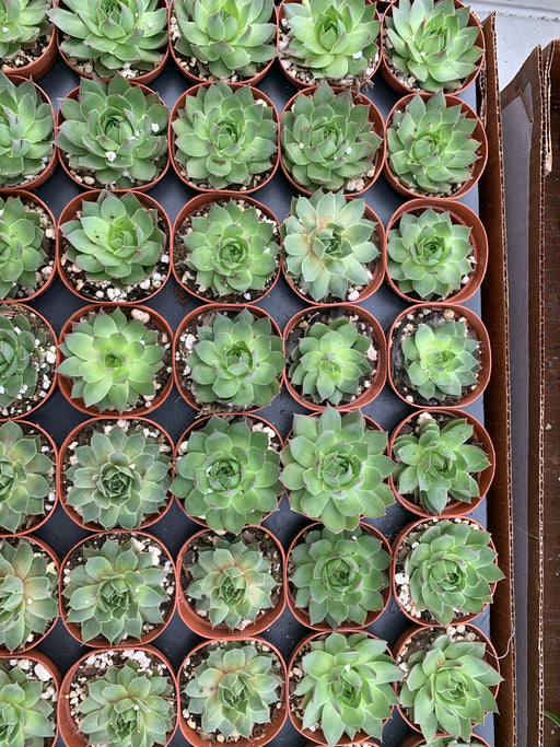 Sempervivum (Hen and Chick's) Assorted