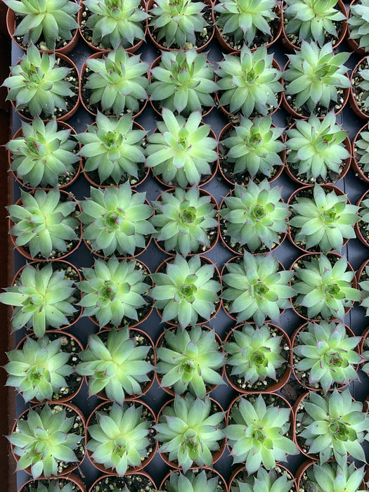 Sempervivum (Hen and Chick's) Assorted