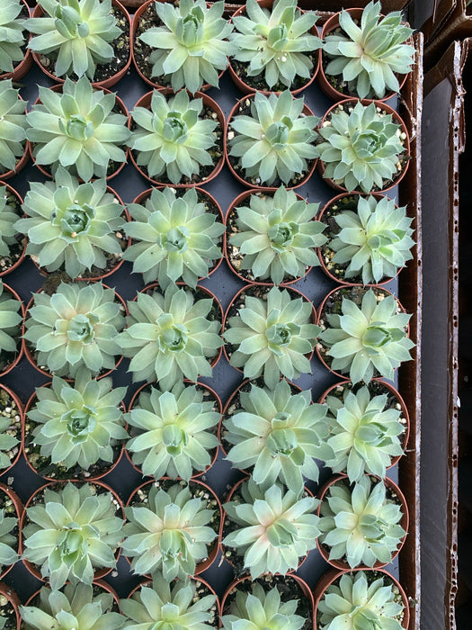 Sempervivum (Hen and Chick's) Assorted