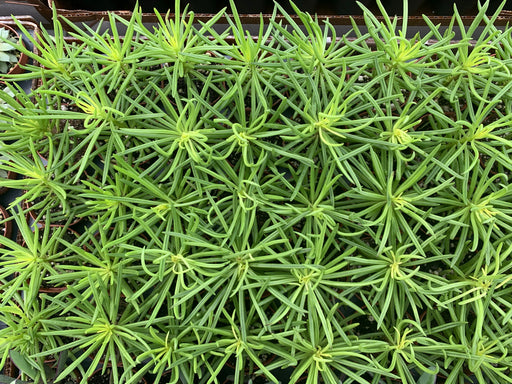Senecio Happy Bean