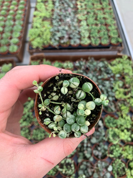 Variegated String Of Pearls