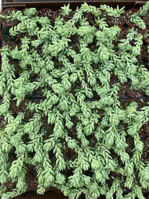 Donkey Tail - Sedum