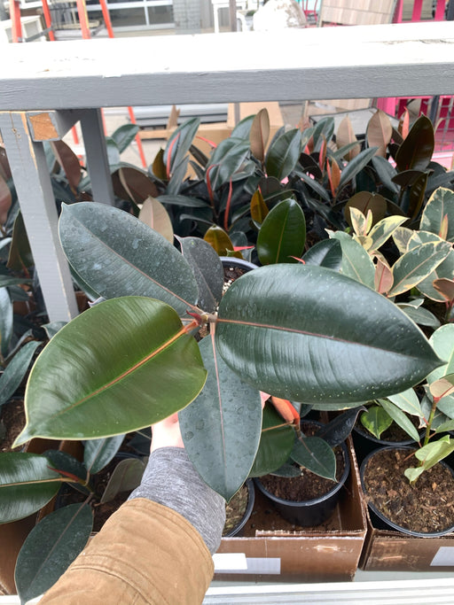 Ficus Burgundy (Rubber Plant)