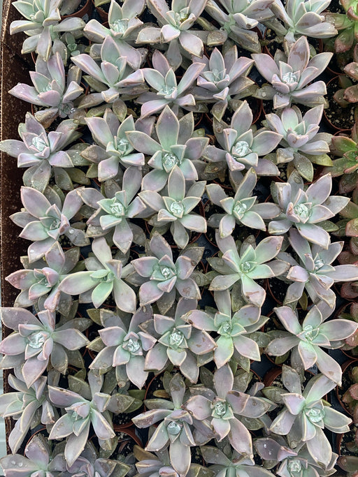 Sedum Ghost plant