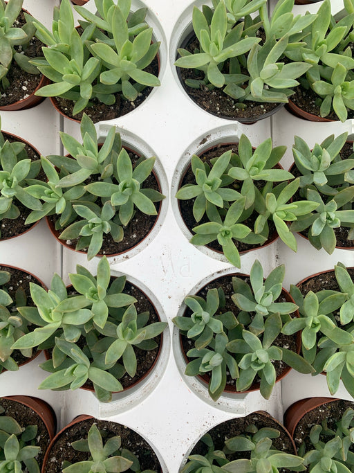 Sedum Ghost plant