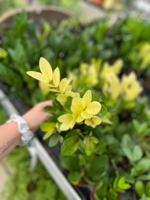Zamioculcas “ZZ” Plant- Chameleon 6"
