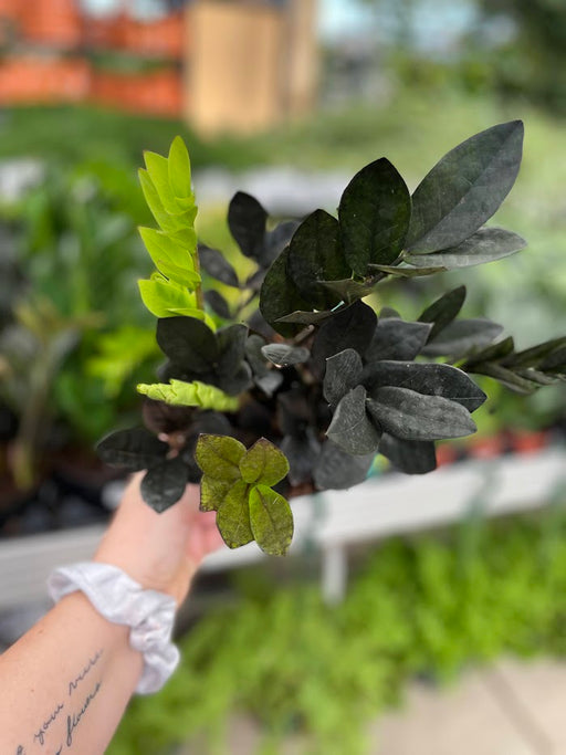 Zamioculcas “ZZ” Plant- Raven