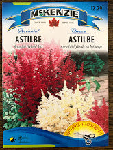 Astilbe Arendsii Hybrid Mix - Seed packets
