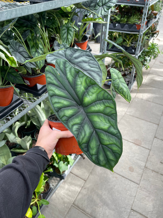 Alocasia Dragon Scale