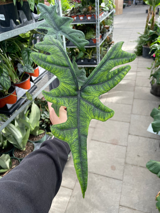 Alocasia Jacklyn