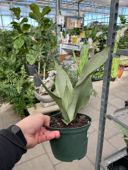 Sanseveria - Snake Plant Moonshine