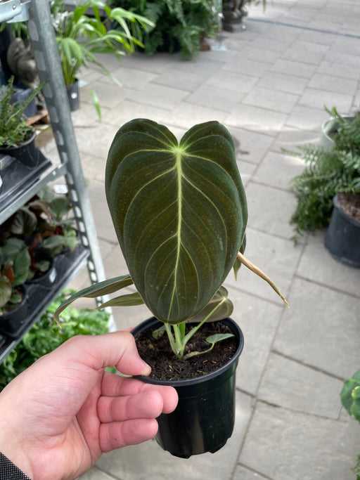 Philodendron Melanochrysum