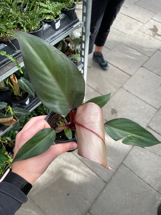 Philodendron Dark Lord