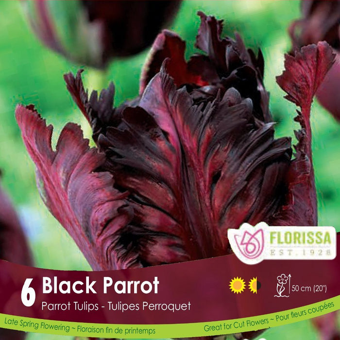 Tulip - Black Parrot - 6 Pack