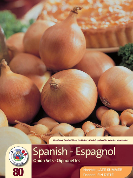 Onion - Spanish 80 Pack