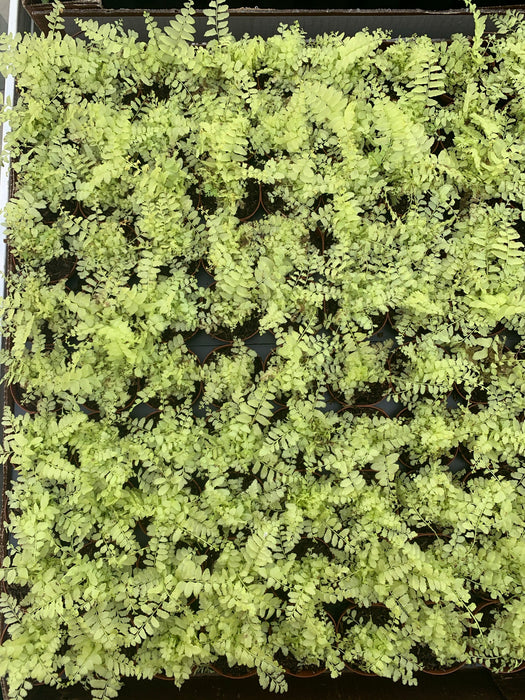 Rita's Gold Fern