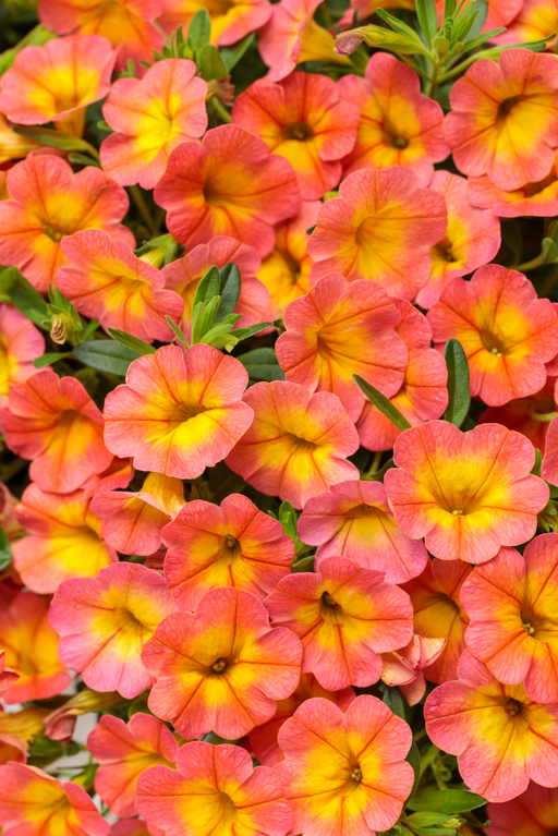 Calibrachoa Coral Sun