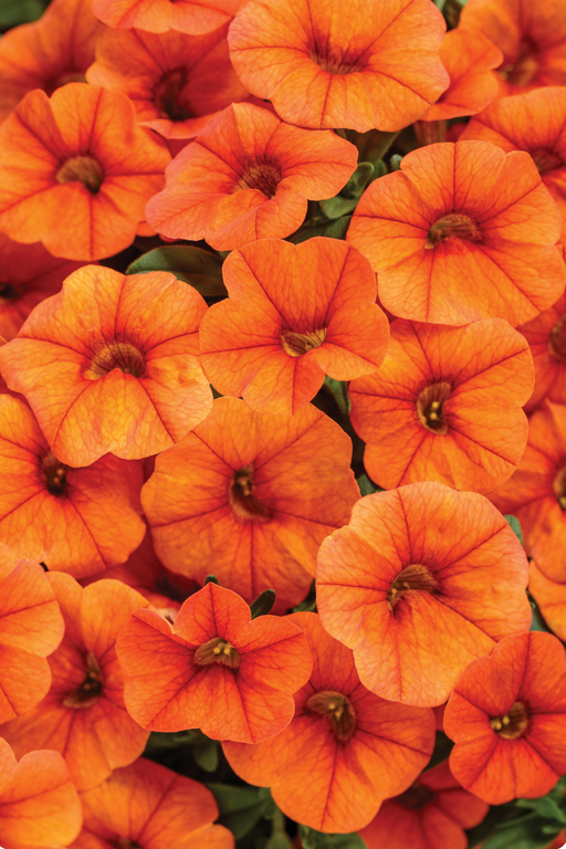 Calibrachoa Superbells Dreamsicle