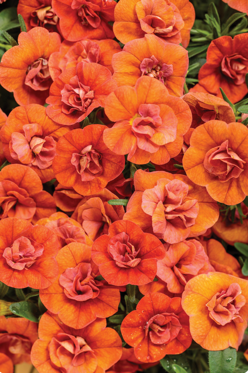 Calibrachoa Superbells Double Orange