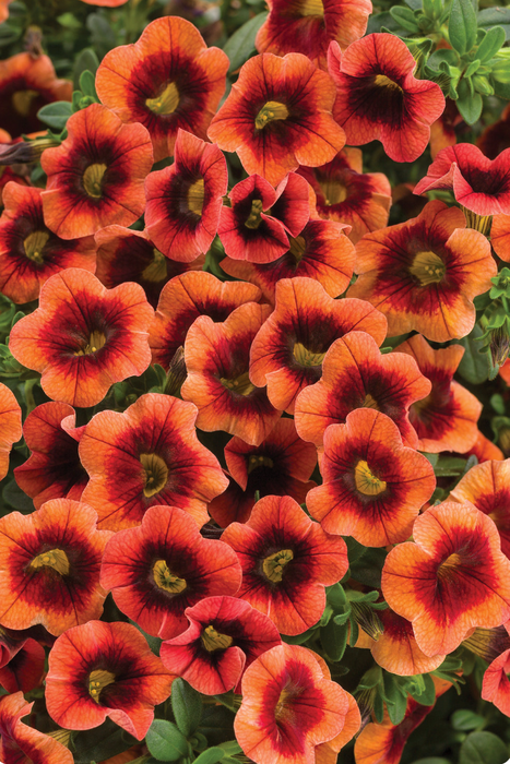 Calibrachoa Superbells Tangerine Punch