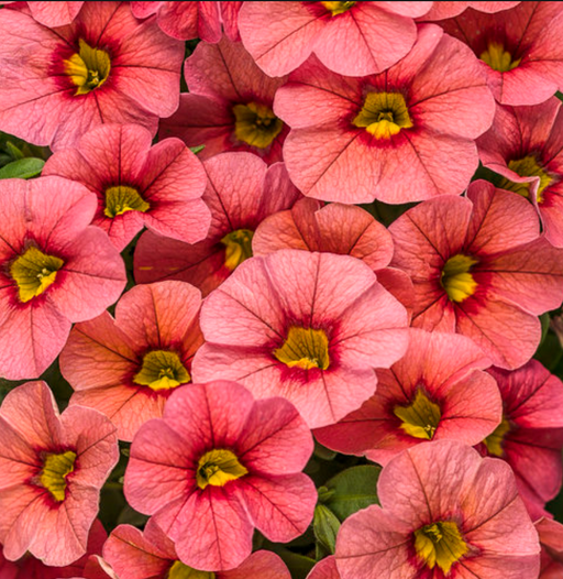 Calibrachoa Superbells Coralina
