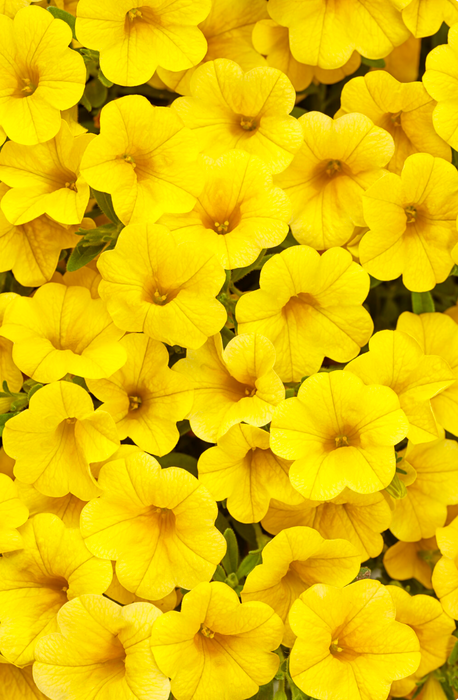 Calibrachoa Superbells Yellow