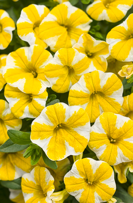 Calibrachoa Superbells Lemon Slice