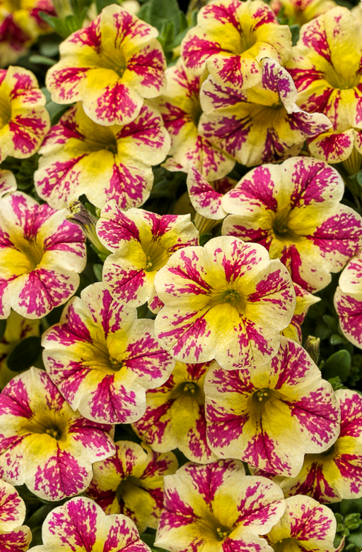 Calibrachoa Superbells Holy Moly