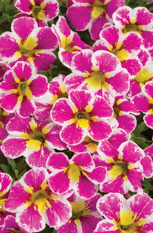 Calibrachoa Superbells Holy Cow