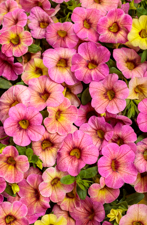 Calibrachoa Superbells Prism Pink Lemonade