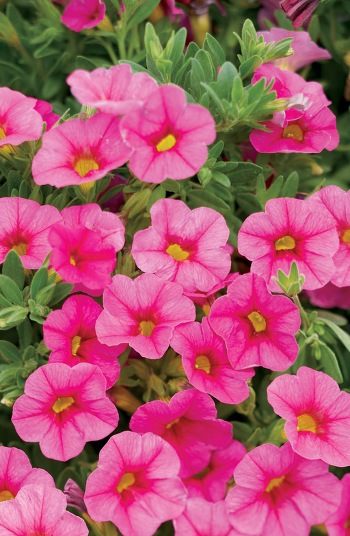 Calibrachoa Superbells Pink