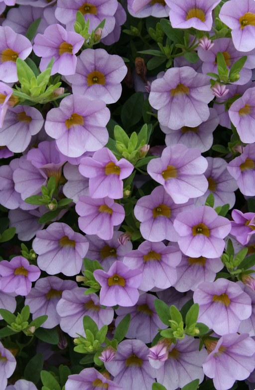 Calibrachoa Superbells Miss Lilac