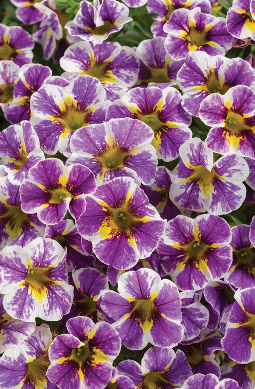 Calibrachoa Superbells Holy Smokes