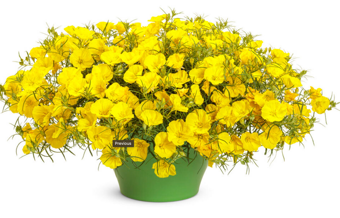 Calylophus Ladybird Sun Glow