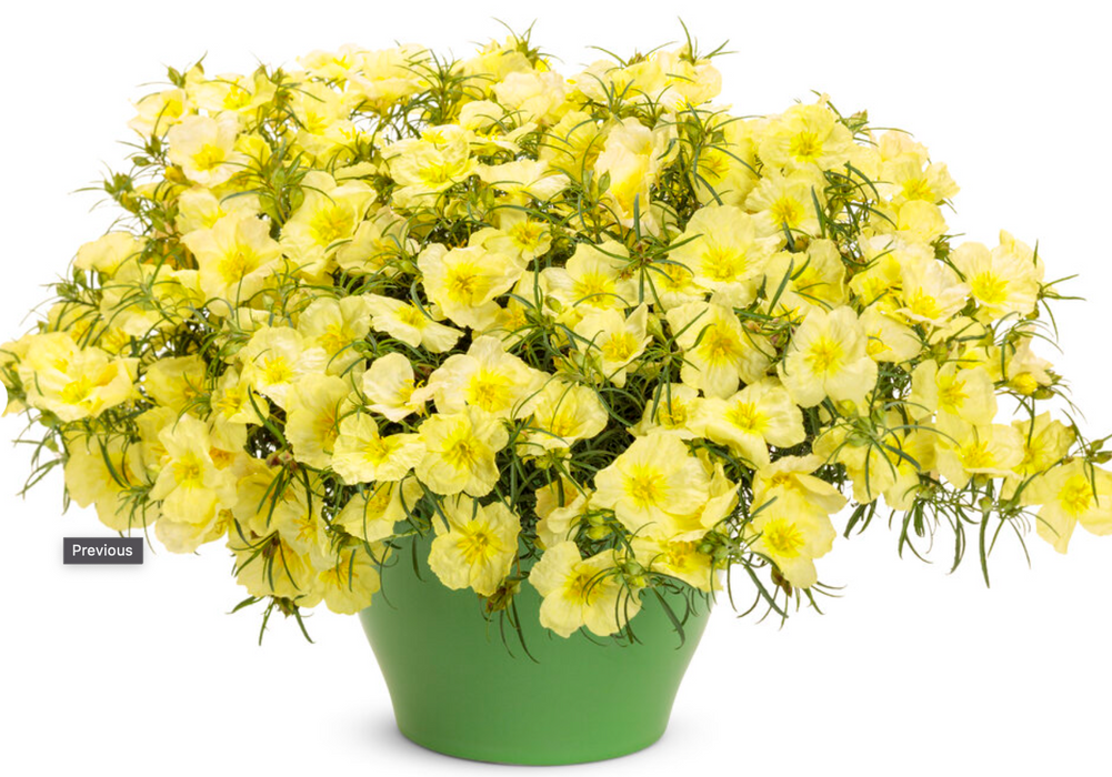 Calylophus Ladybird Lemonade