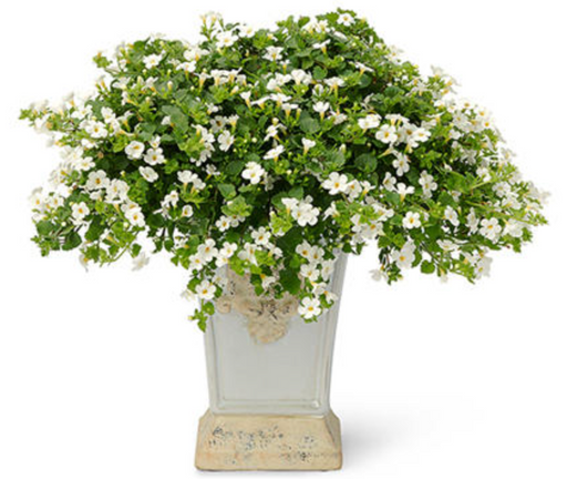 Bacopa Snowstorm Giant Snowflake