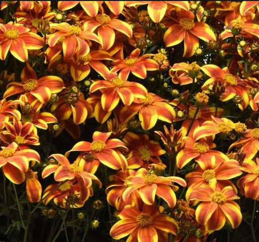 Bidens Bee Bold