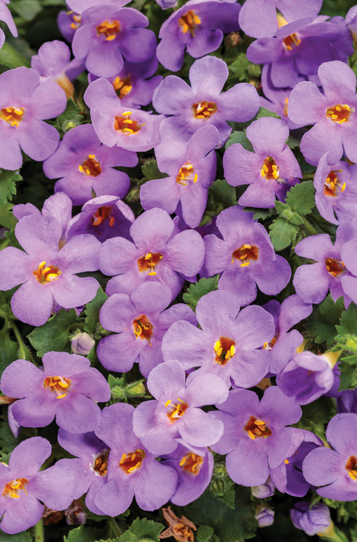 Bacopa Snowstorm Blue
