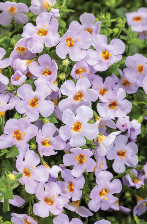 Bacopa Snowstorm Glacier Blue