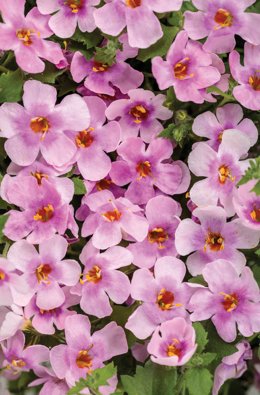 Bacopa Snowstorm Rose