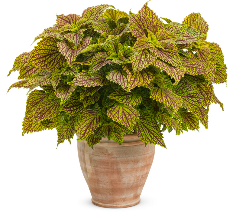 Coleus ColorBlaze® Golden Dreams™
