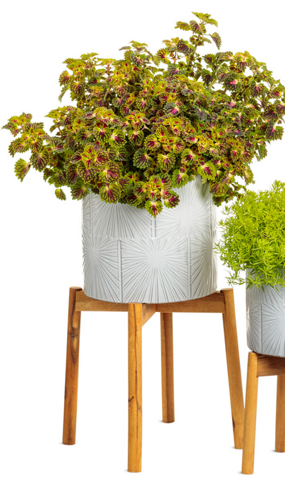 Coleus ColorBlaze® Strawberry Drop (Trailing)