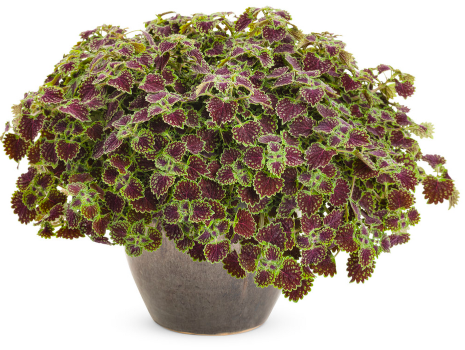 Coleus ColorBlaze® Chocolate Drop