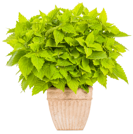 Coleus ColorBlaze® Lime Time®