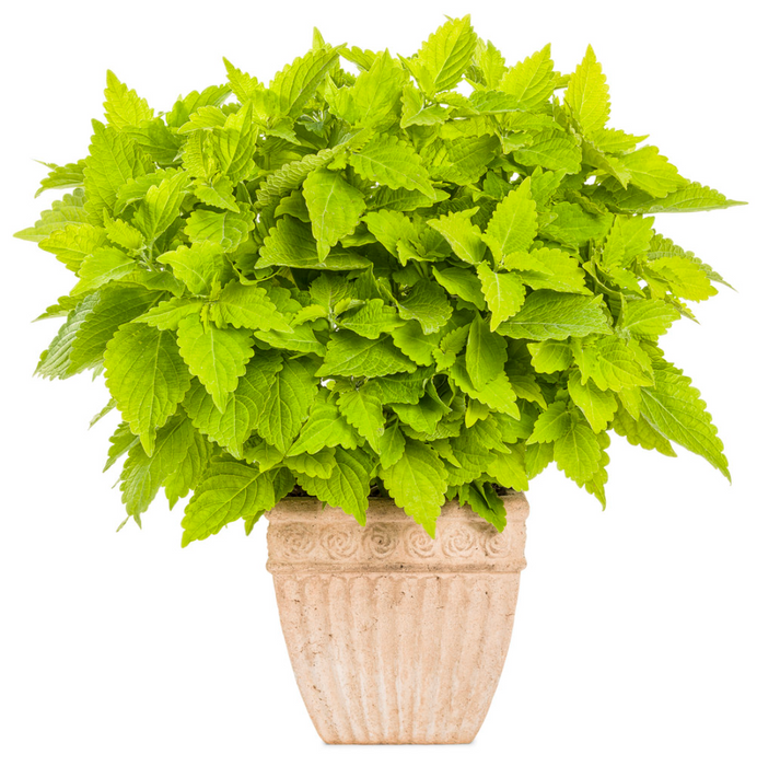 Coleus ColorBlaze® Lime Time®