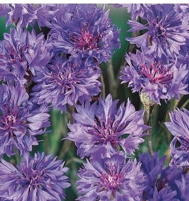 Seed Bachelor Button Fantastic Mix