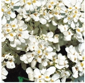 Candytuft White Snow - Seed Packet