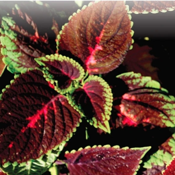Seed Coleus Rainbow Mix